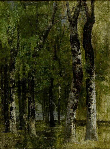 Grands-hêtres sous-bois