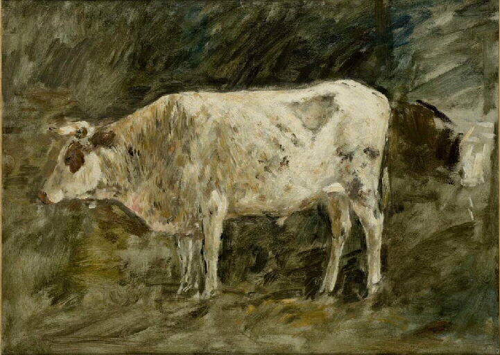 Boeuf blanc