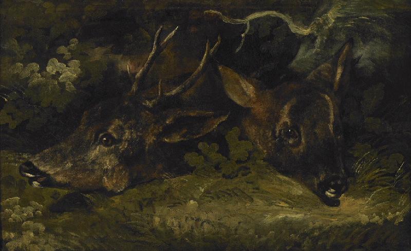 Têtes de chevreuil et de chevrette