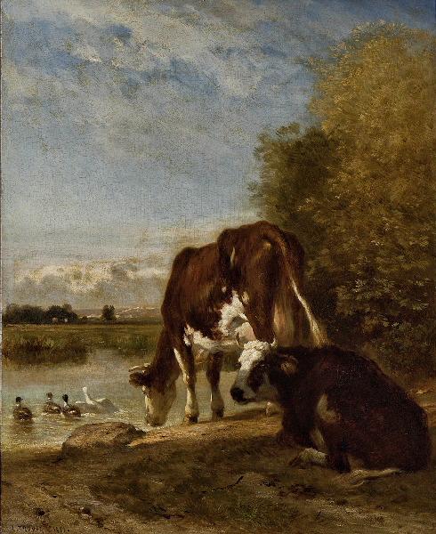 Vaches à l'abreuvoir