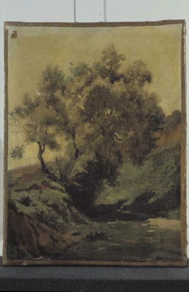 Etude d'oliviers, Algérie