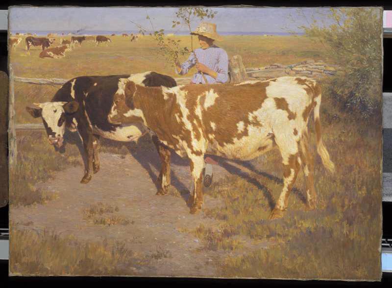 Vaches au soleil