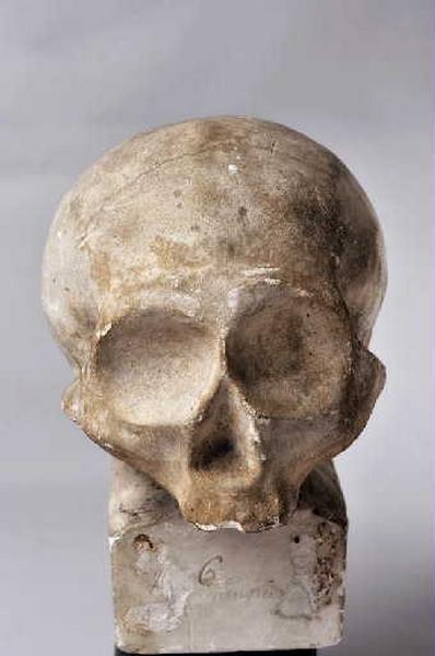 Crâne du rusé hongrois