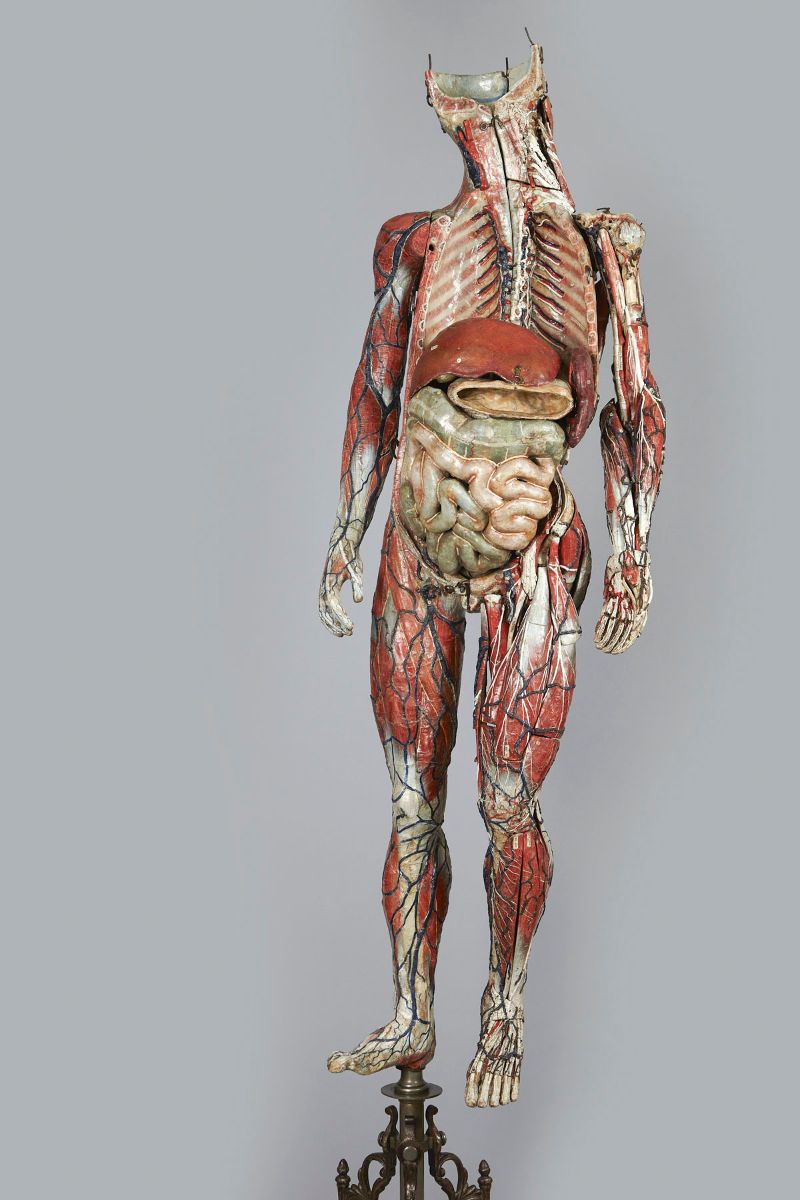 Anatomie clastique du Dr Auzoux