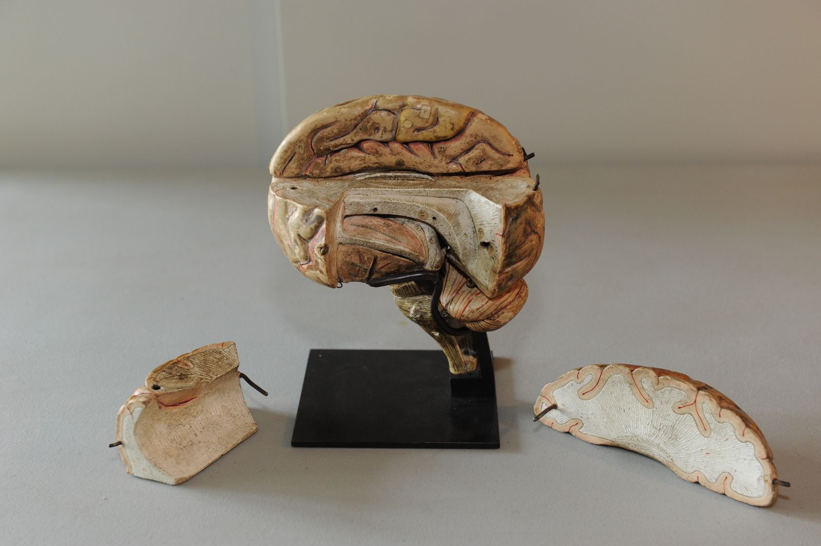 Modèle anatomique de cerveau humain