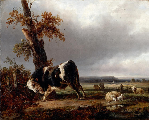 Taureau se frottant contre un arbre