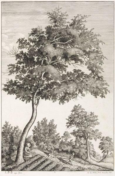 Le grand hêtre, étude faite à Orvault