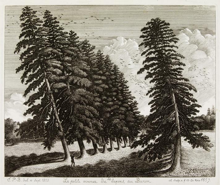 La petite avenue de sapins au Buron