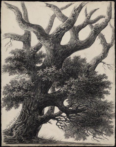 Gros plan d'un chêne