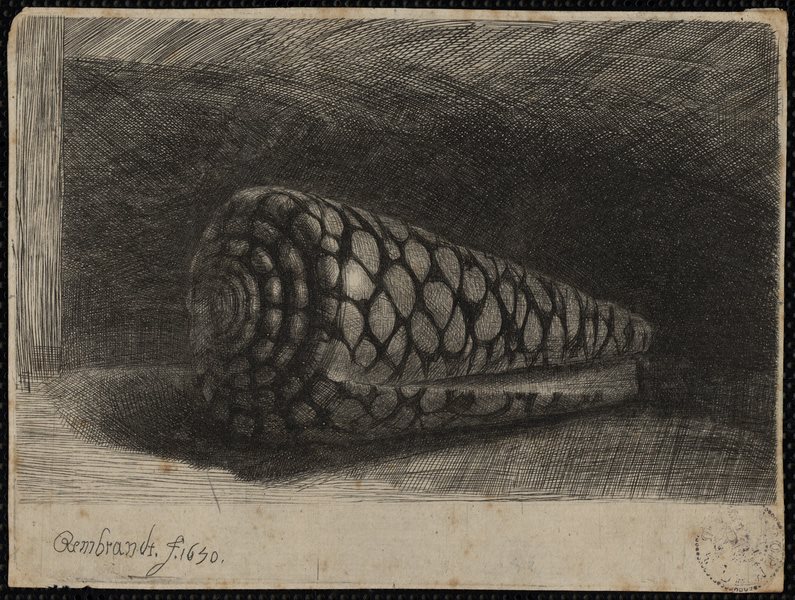 La coquille ou le damier