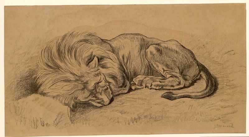 Lion couché