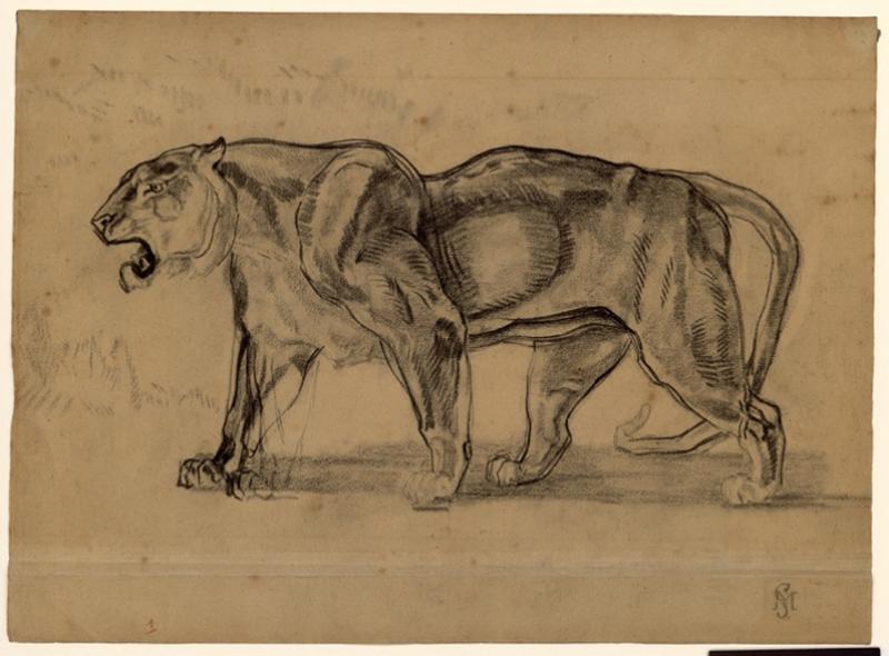 Un tigre (lionne) marchant