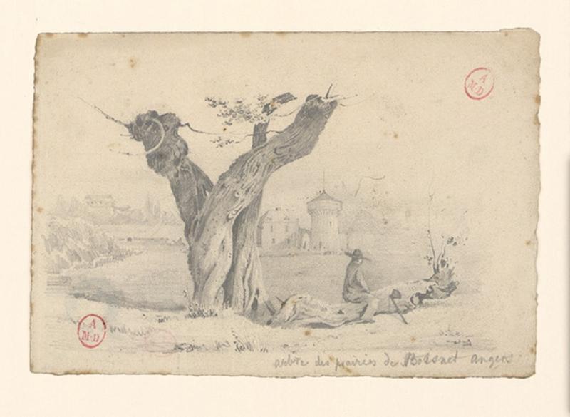 Arbre des prairies de Boisnet - Angers