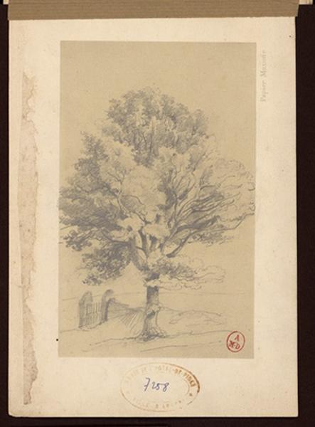 Un arbre et une barrière