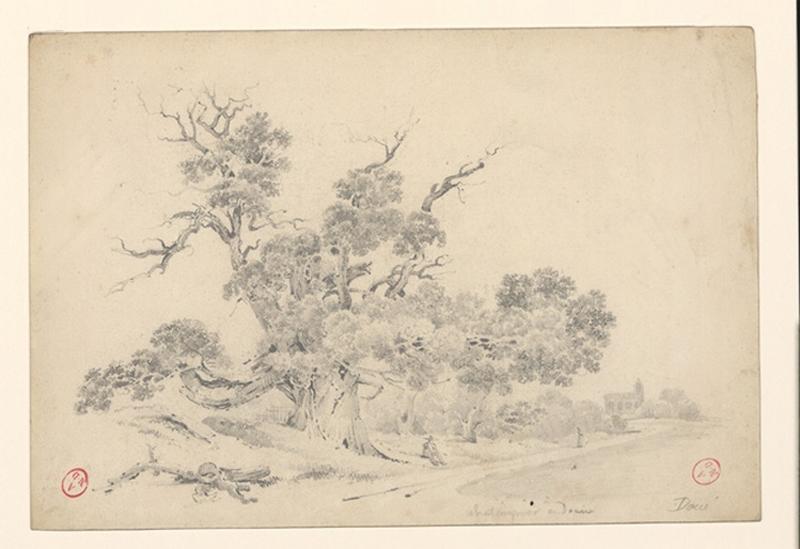 Châtaignier à Doué