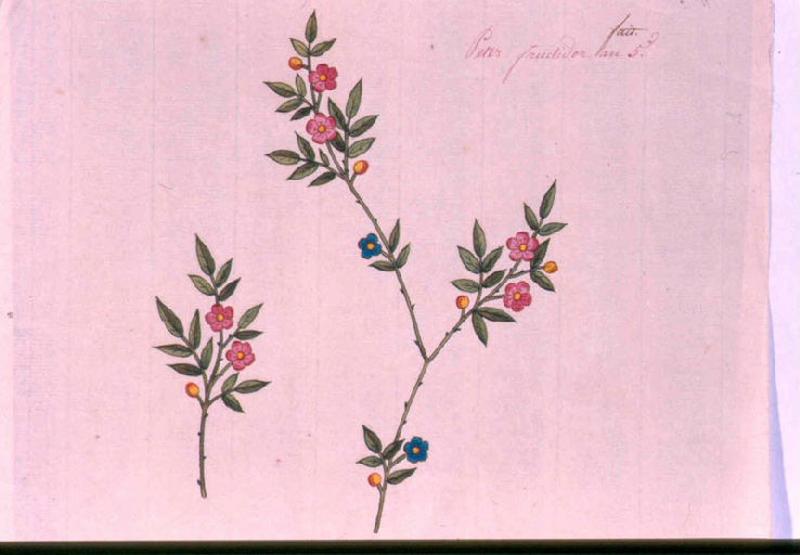 Modèle pour indienne : Deux branches d'arbuste à fleurs