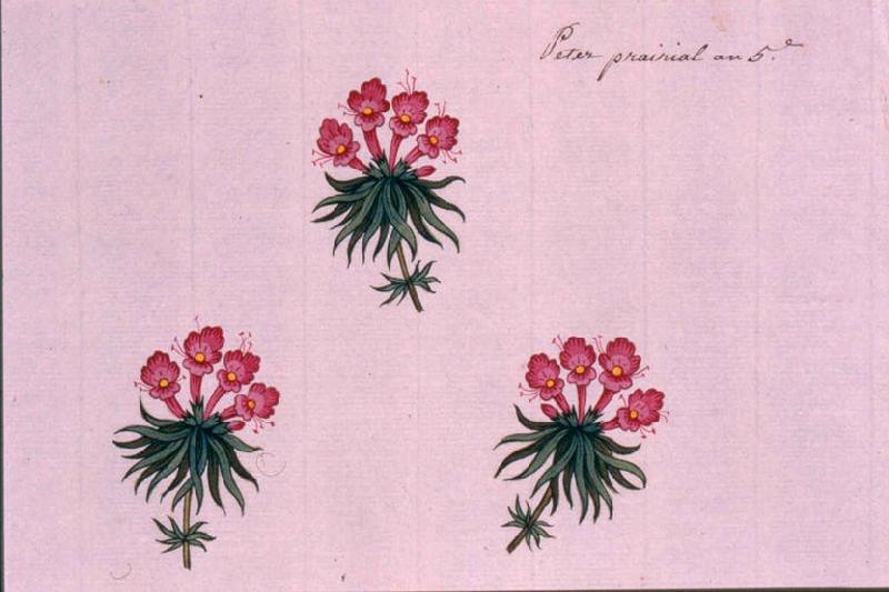 Modèle pour indienne : Trois fleurs