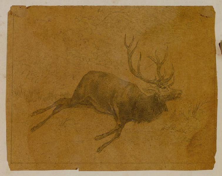 Cerf dans une forêt