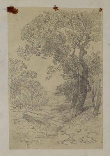 Paysage : arbres