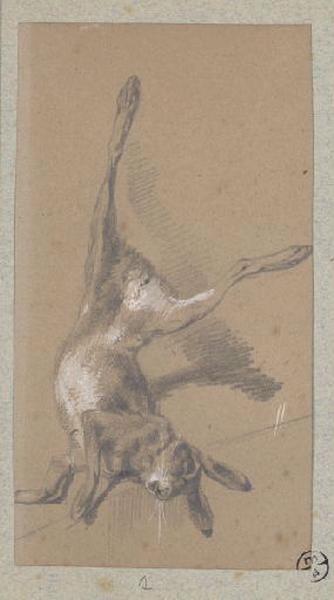 Lapin