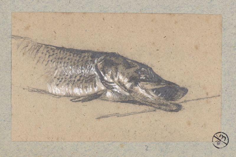Brochet