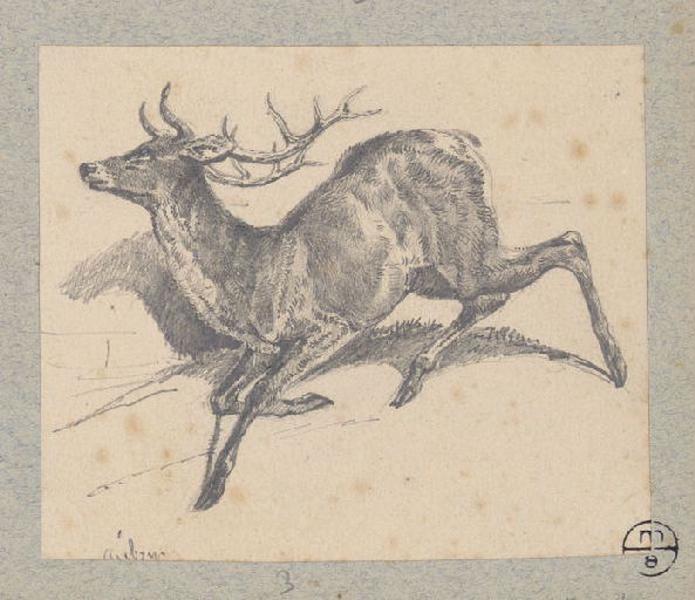 Cerf