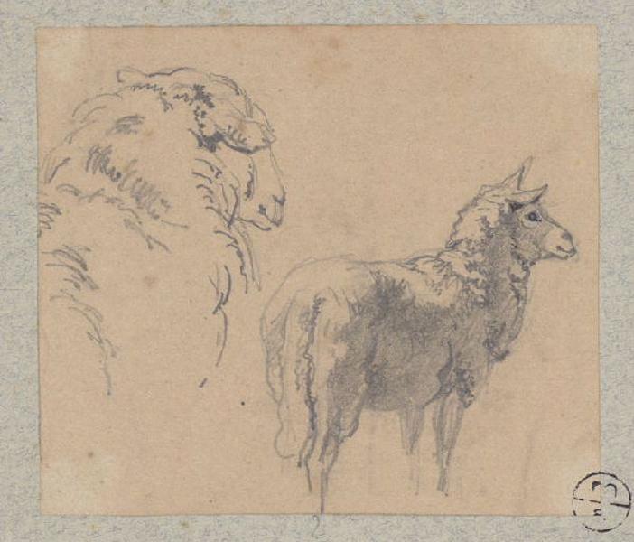 Moutons