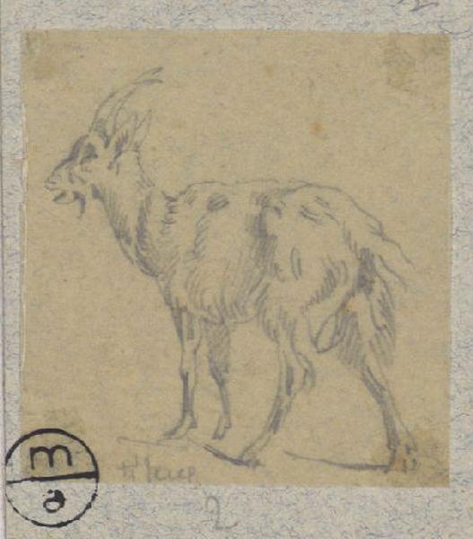 Chèvre