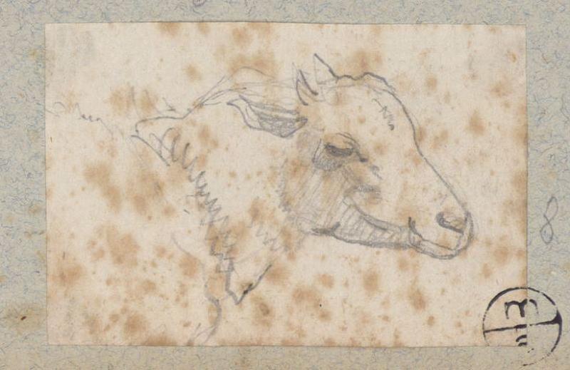 Tête de mouton