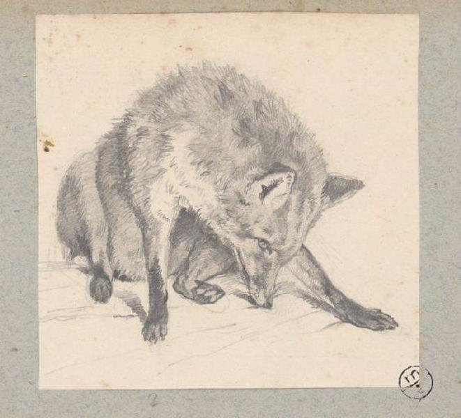 Renard assis