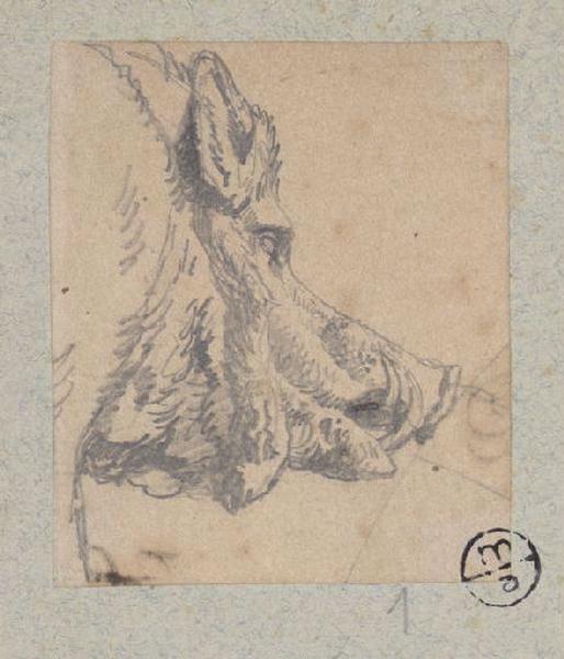 Tête de sanglier