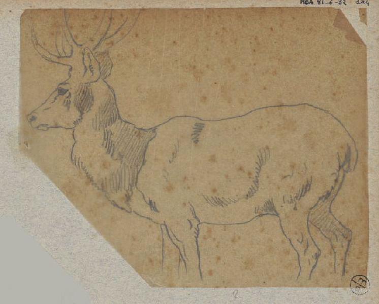 Cerf debout de profil gauche