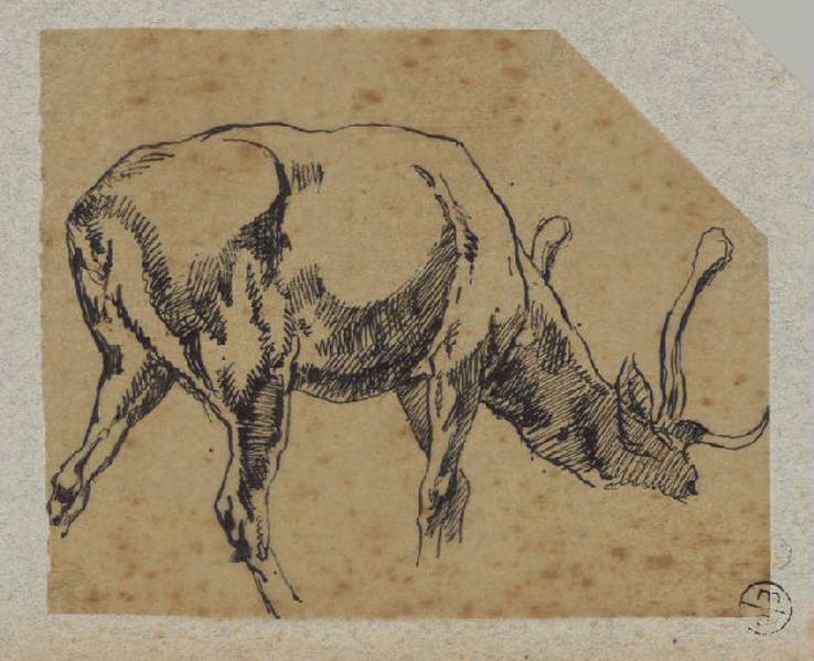 Cerf