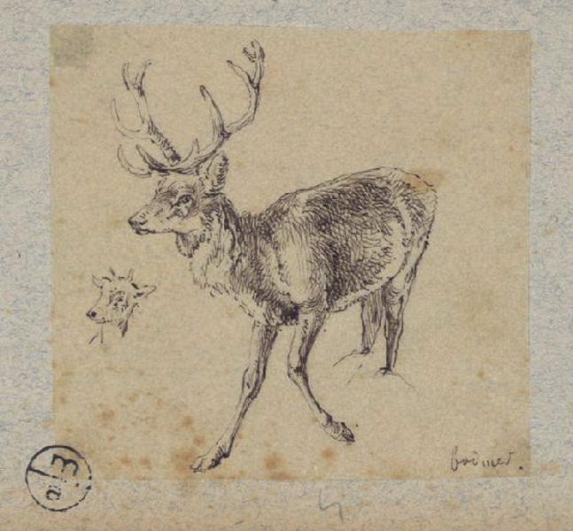 Cerf