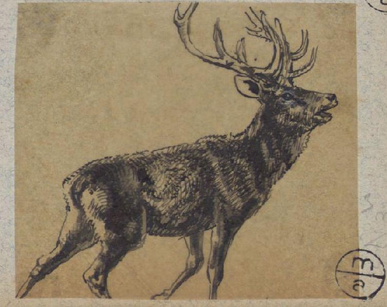 Cerf