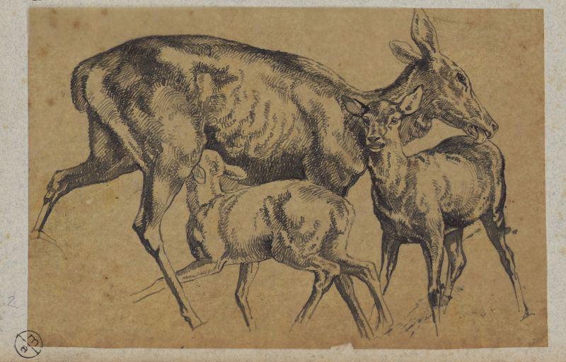 Biche allaitant