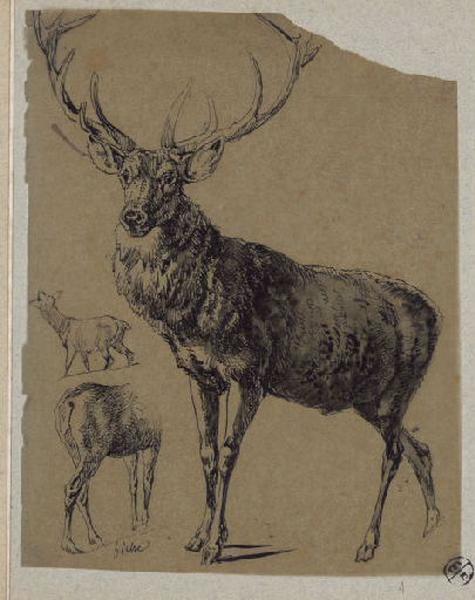 Cerf et biches