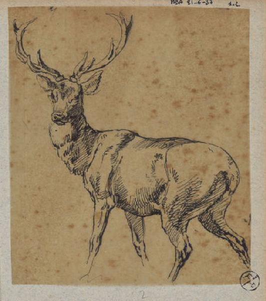 Cerf