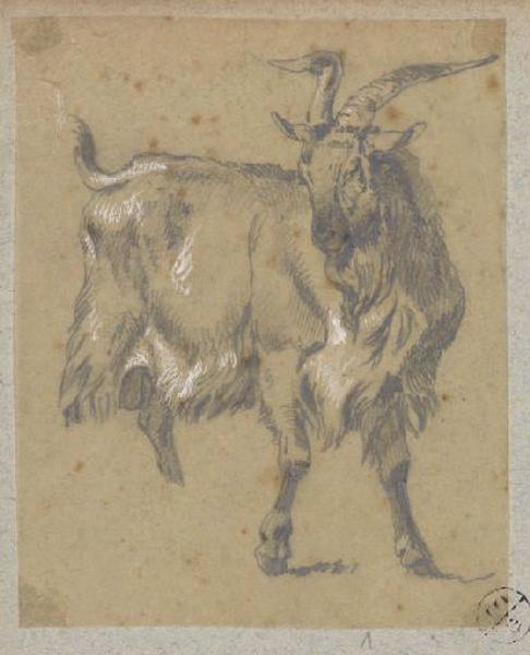 Bouc