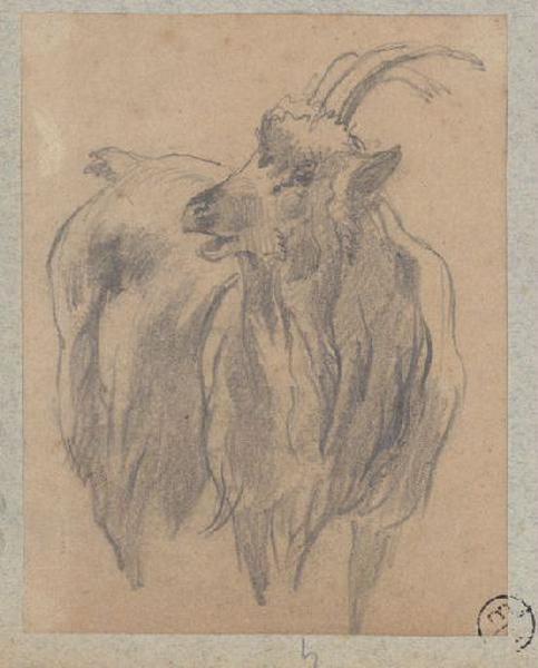 Bouc