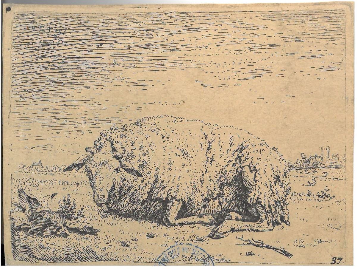 Mouton près de plantes ; Le Mouton couché