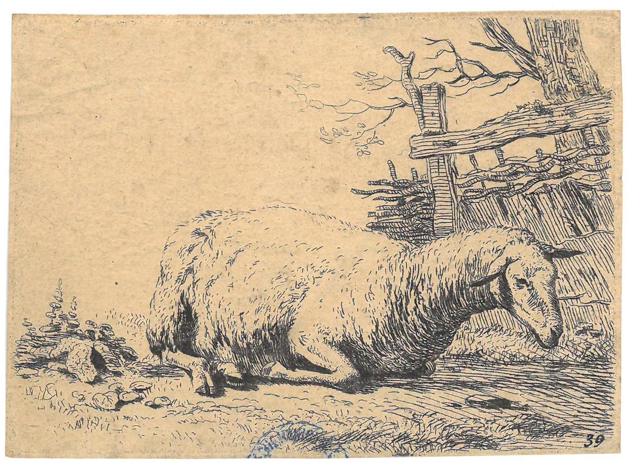 Mouton près d'une cloture ; Le Mouton près de la haie de paille