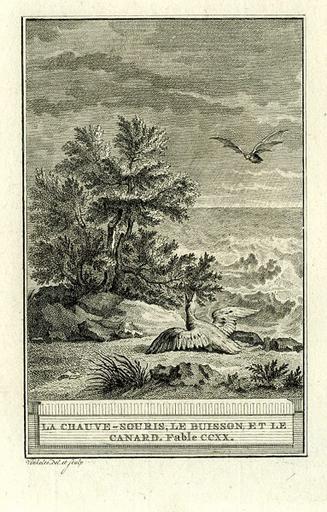 La chauve-souris, le buisson et le canard, XII, 7