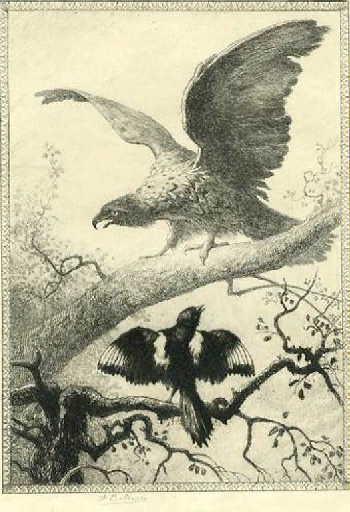 L'Aigle et la Pie, XII, 11