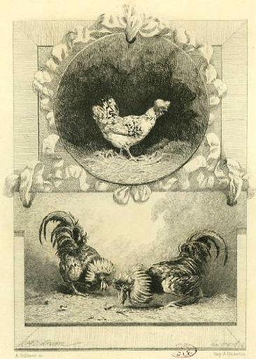 Les Deux Coqs, VII, 12