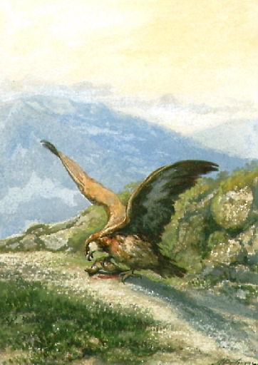 Le Milan et le Rossignol, IX, 18