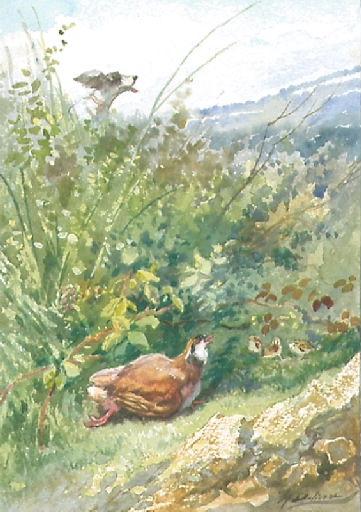 La Perdrix et ses Poussins (Discours à Madame de la Sablière (du vers 82 au vers 91): 'Quand la perdrix voit ses petits en danger et n'ayant qu'une plume nouvelle, qui ne peut fuir encor par les airs le trépas [...]' )