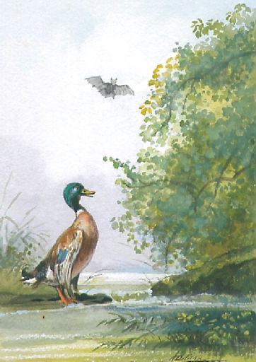 La Chauve-Souris, le Buisson et le Canard, XII, 7