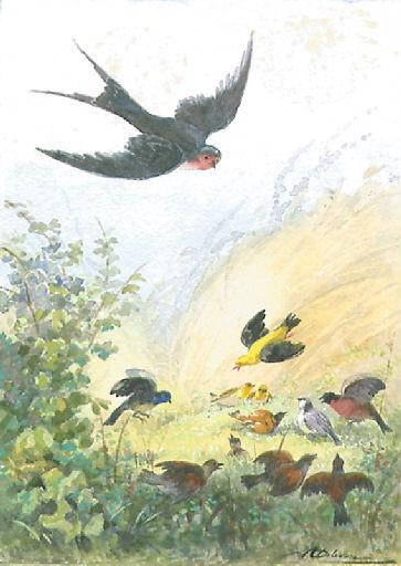 L'Hirondelle et les petits Oiseaux, I, 18