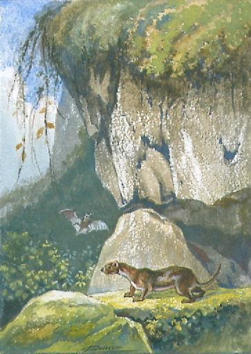 La Chauve-Souris et les deux Belettes, II, 5